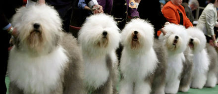 sheep dogs