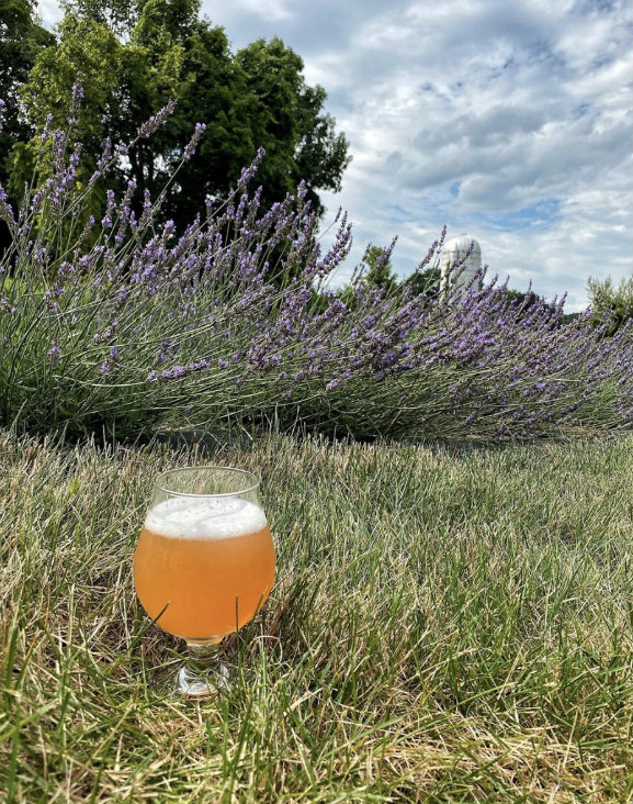 Emma, a blackberry sour beer with a hint of lavender