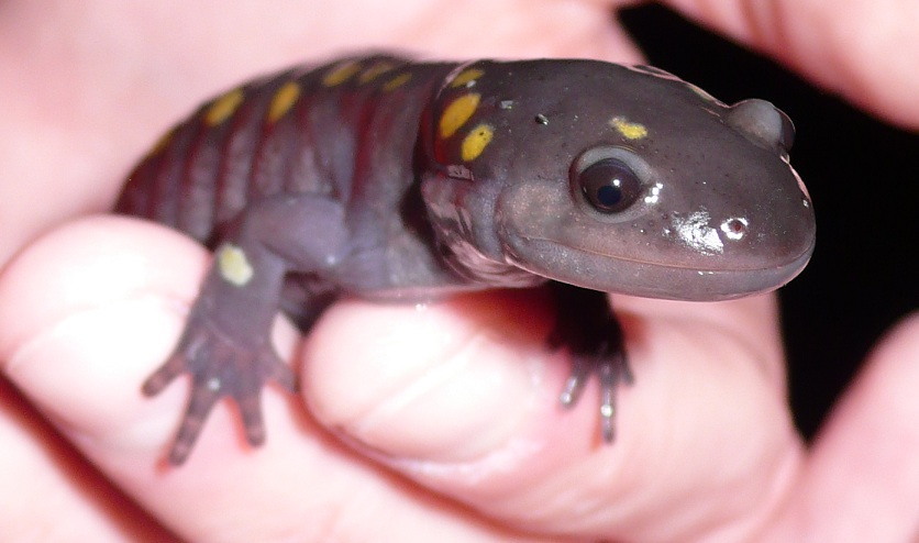 Spotted salamander. Photo by Laura Heady. Spotted salamander. Photo by Laura Heady.