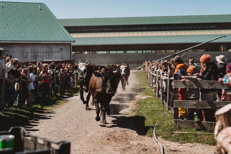 Students attend annual rite of Spring cow parade on the farm when cows first go back out to pasture