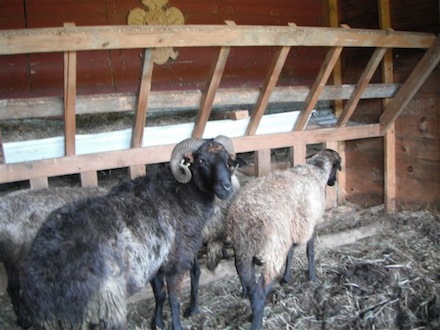 Rural Intelligence Parties and Openings