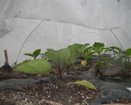 Rural Intelligence Food