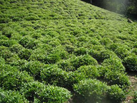 Rural Intelligence Food