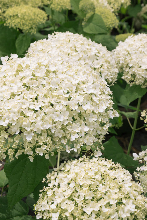 Bal Harbor Hydrangea arborescens