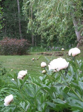 Rural Intelligence Parties and Openings