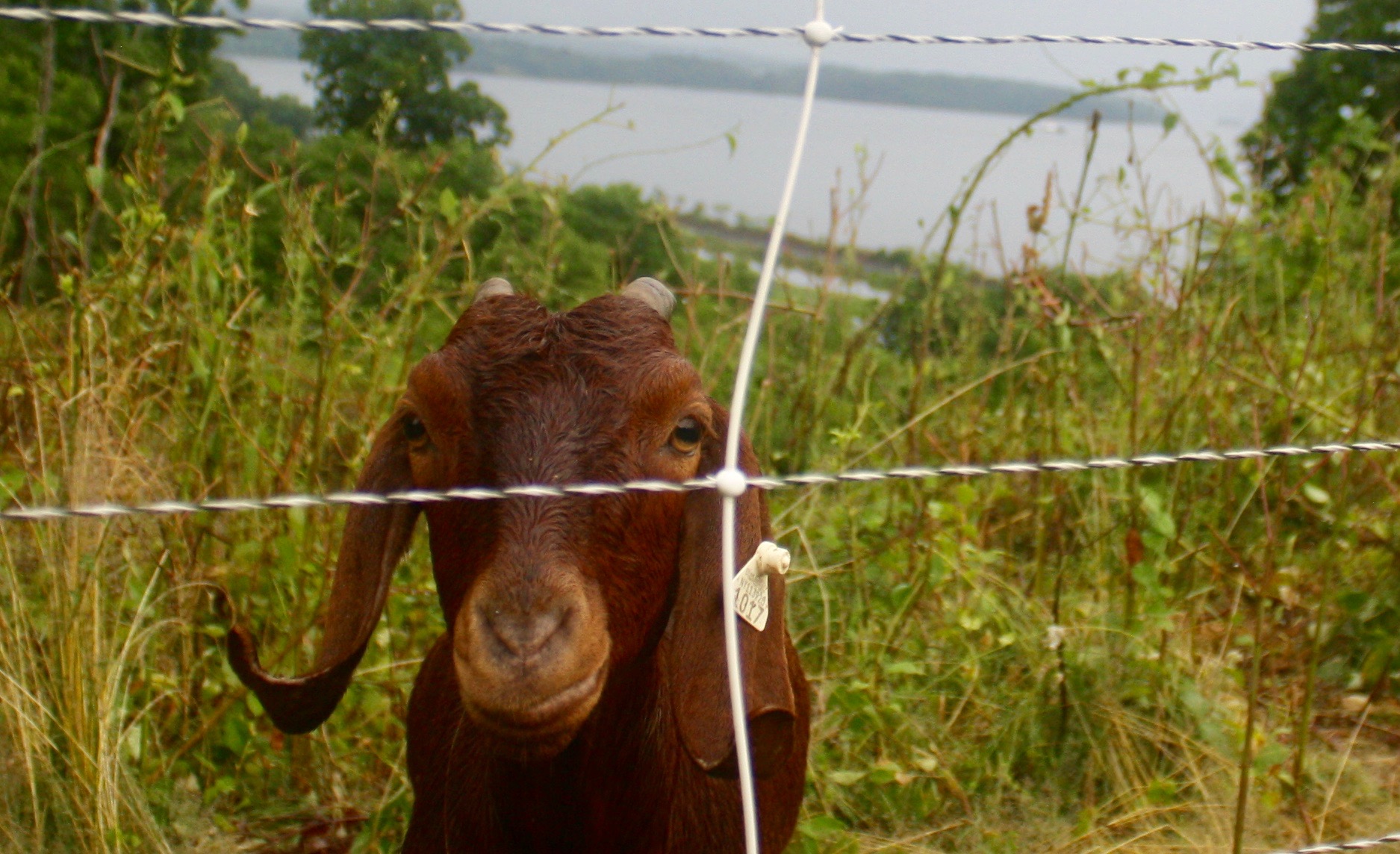 Goat with a view Goat with a view
