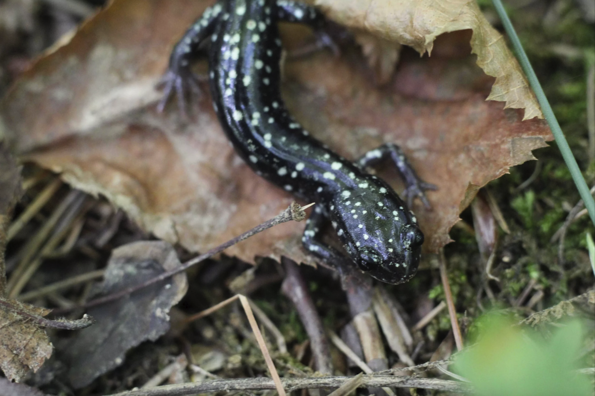 Wooded rock outcrop slimy salamander. - Farmscape Ecology Program