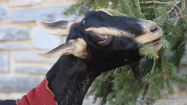 Festival of Trees: Barn to Be Wild at Hancock Shaker Village