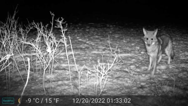 It’s Coyote Mating Season, So Be Alert…And Yes, Be Awed