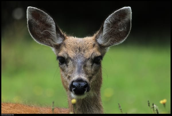 The Rural We: Wild Things