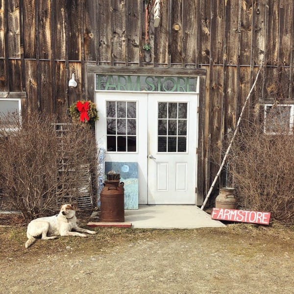 Farms on the Front Line: Berkshire Farms are Vital During COVID-19 Shutdown