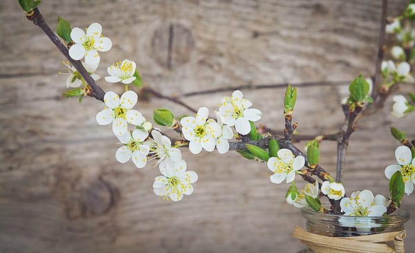 How To Force Flowering Branches To Bloom Inside (When We Need Color NOW)