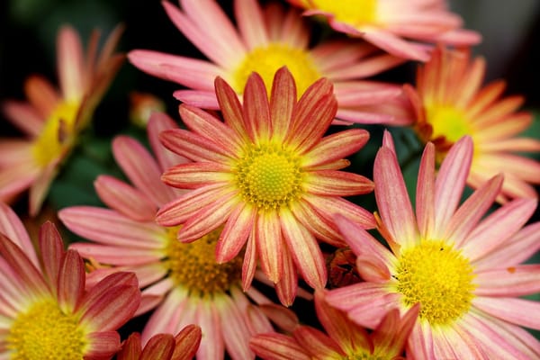 Garden: Chrysanthemums for Keeps