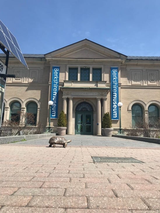 Requiem For A Tortoise: Chuck, Berkshire Museum’s Reptile, Passes Away