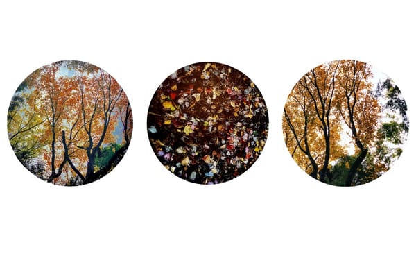 Down By The Old Mill Trail, An Art And Sound Installation Awaits