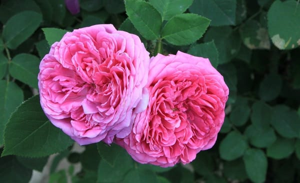 Garden: Rose Hunting, A Different Approach To Rose Acquisition