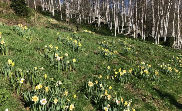 Daffodil Festival At Naumkeag: A Cheerful Welcome And Kickoff To A New Tour Program