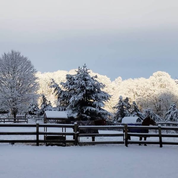 Rural Intelligence Outdoors: Photography and Amphibian Crossings