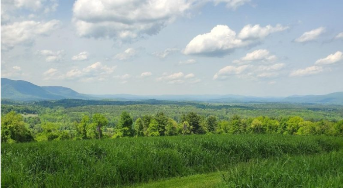 Nature Journaling with Nanci Worthington