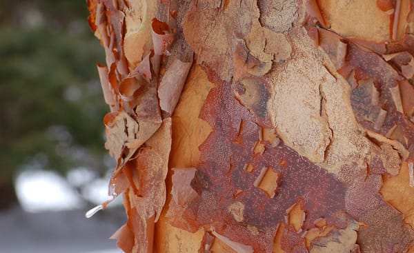 Never Mind The Forest, Let's Talk About Trees