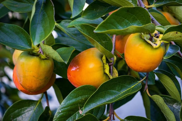 Garden: In Praise Of Persimmon Trees (And Where To Source Them)