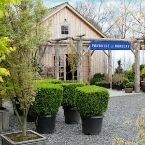 Why The Wandering Eye Gives A Posy To Pondside Nursery