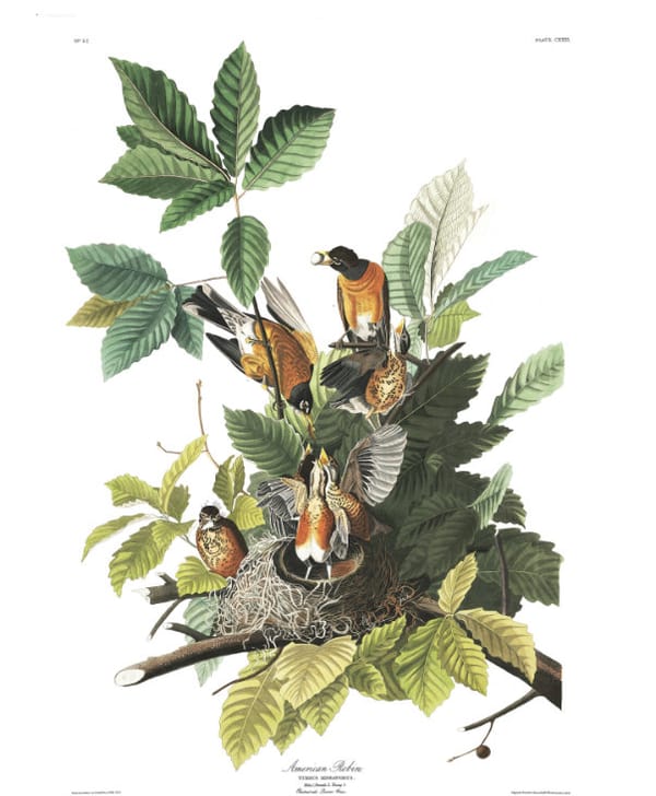 A Flock of John James Audubon's Work Lands in Northwest Connecticut