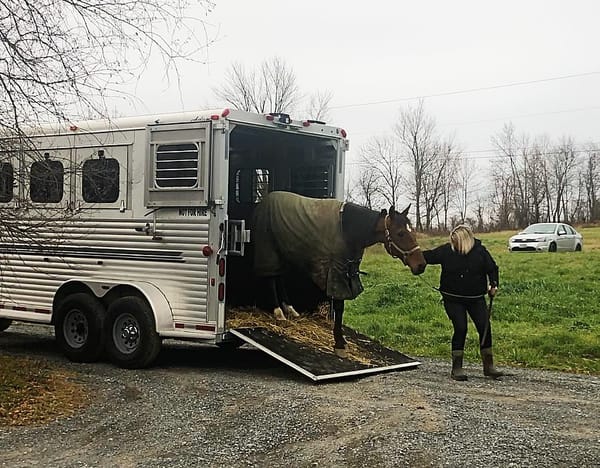 A Champion Race Horse Finds Its Forever Home At The Lily Pond Sanctuary