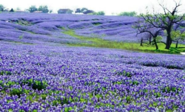Garden: Bluebonnets And Lupines, With Love
