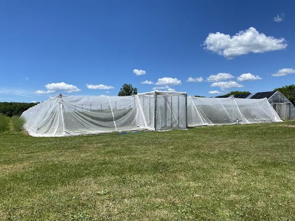 The Berry Patch: Small Local Farm Invents New Way to Exclude Major Pest