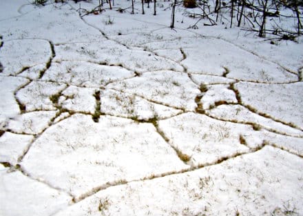 Moles Are Good, Voles Are Bad, And How To Tell The Difference
