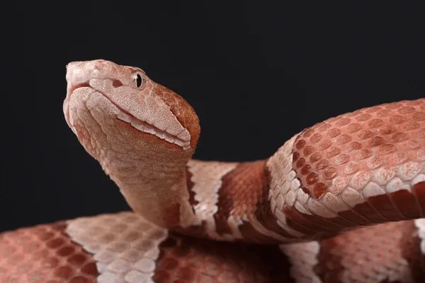 Venomous Snakes with Local Reptile Expert Brian Kleinman