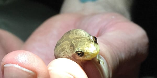 "I Love a Rainy Night: The Rhythm of Forest Amphibians"