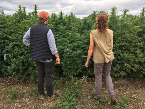 Lofty Supply: The High Highs and Devastating Lows of Launching a Farmstand-Style Cannabis Microbusiness