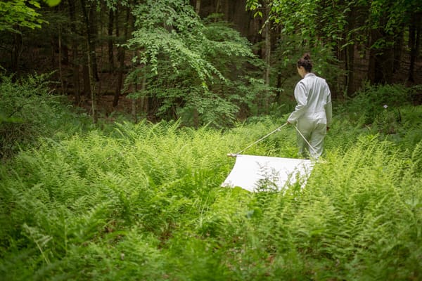 Nasty Northeast Ticks Carry Multiple Disease-Causing Pathogens, New Study Shows