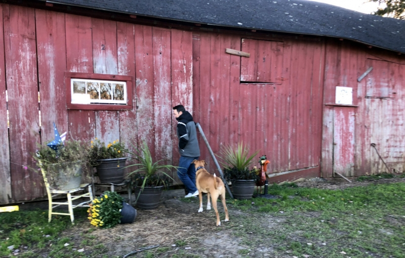 <p><strong>Hanson heads into the barn.</strong></p>