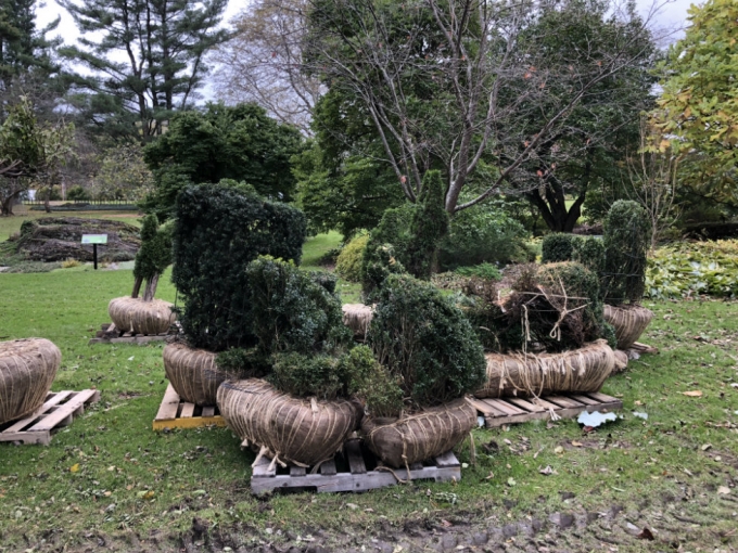 <p><strong>Topiaries await their planting.</strong></p>
