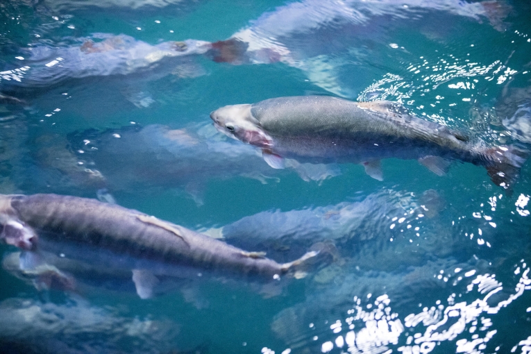 <p><strong>Steelhead trout, native to the West Coast, being farmed&nbsp;in Hudson, New York</strong></p>