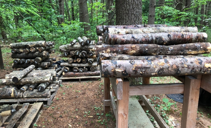 <p>Mushroom logs in the forest, tended by Adam Buggy</p>